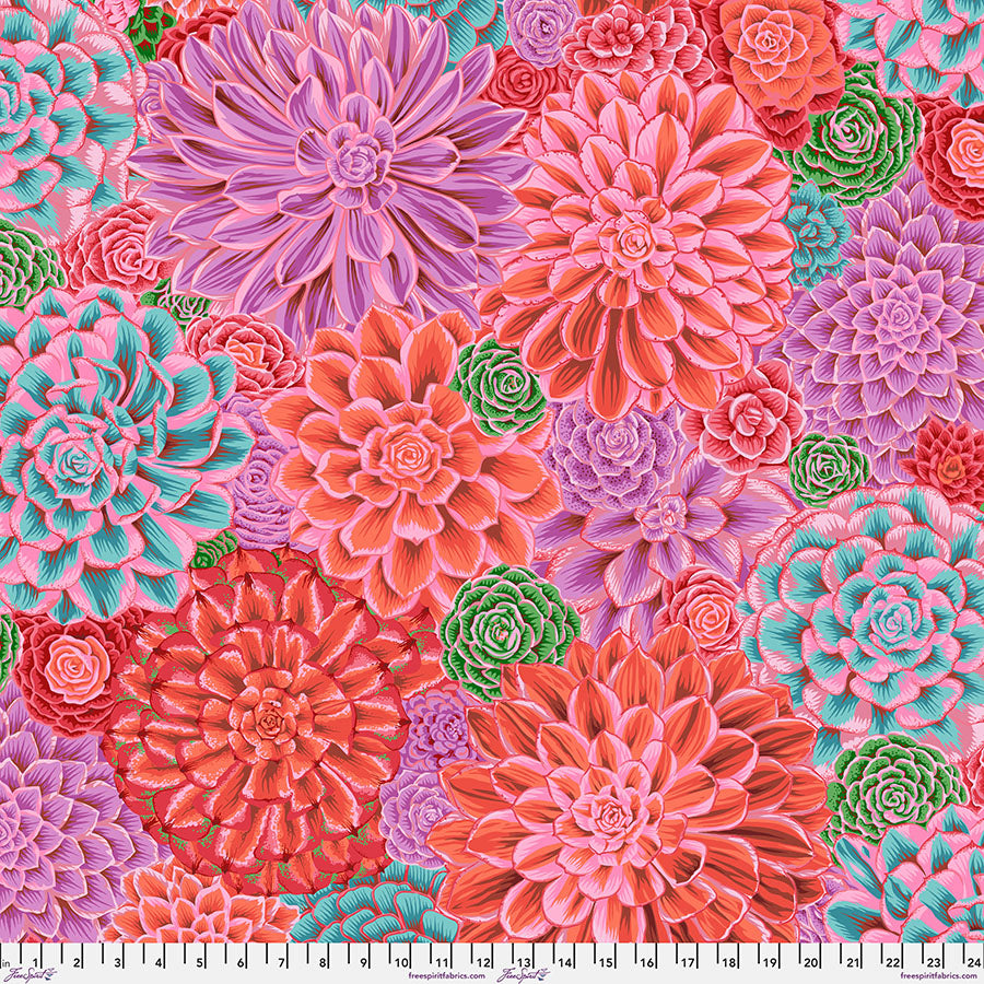 Philip Jacobs : House Leeks in Pink : Free Spirit