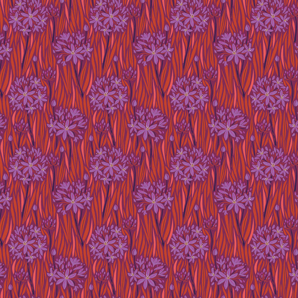 Wandering Eye by Kathy Doughty : Agapantha in Warm : Figo