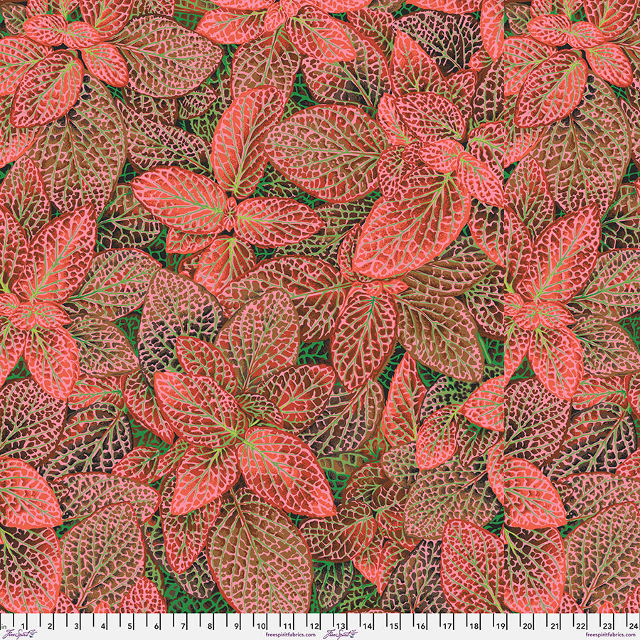 Philip Jacobs : Fittonia in Red : Free Spirit