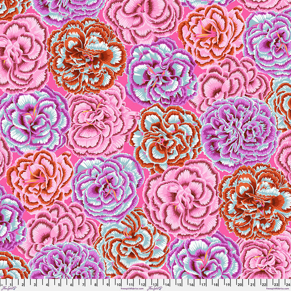 Philip Jacobs : Picotee Carnations in Pink : Free Spirit