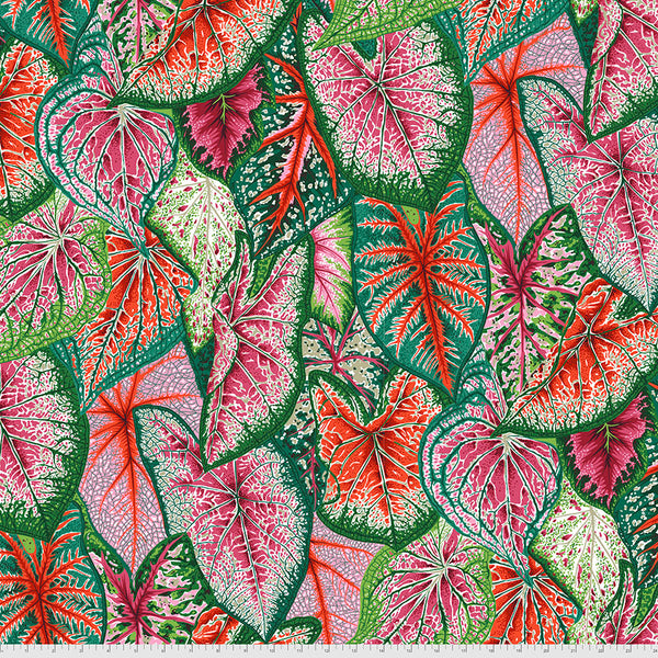 Philip Jacobs : Caladiums in Bright : Free Spirit