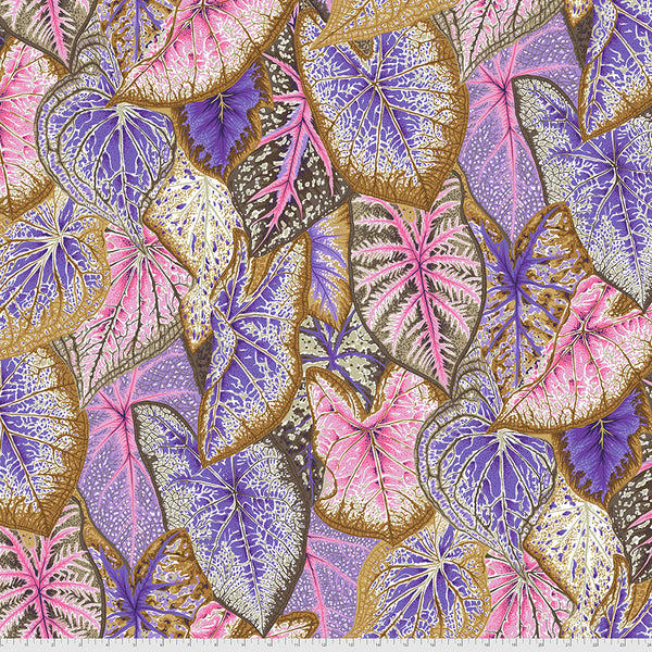 Philip Jacobs : Caladiums in Pastel : Free Spirit